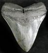 Serrated Megalodon Tooth - South Carolina #28475-1